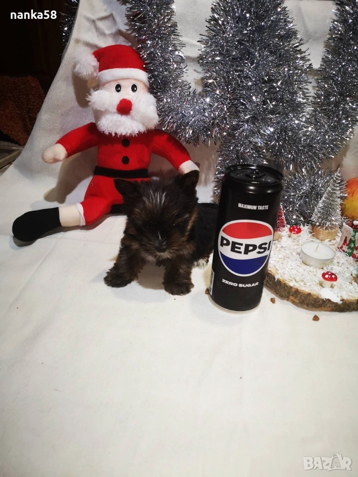 продавам йорки, снимка 1