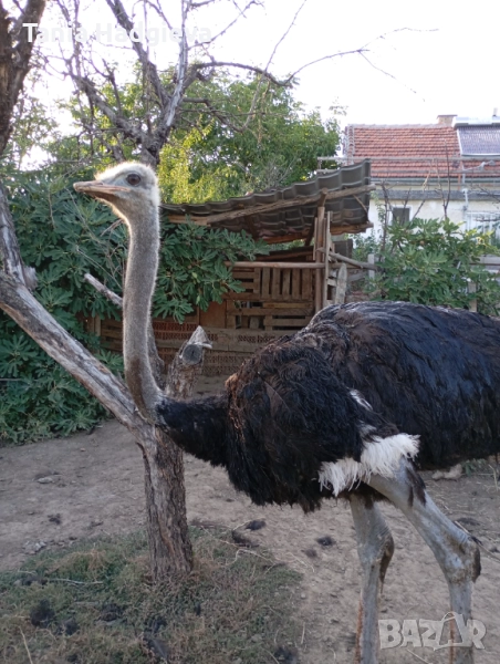 Продавам , снимка 1