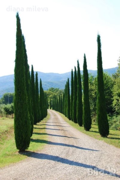 Кипарис Тотем (Cupressus Sempervirens Тotem), снимка 1