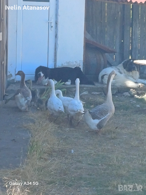 лебедови гъски, снимка 1