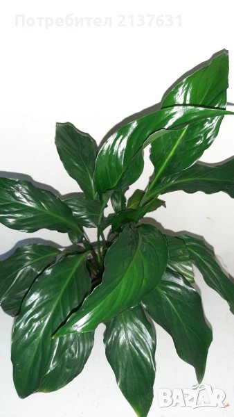 СПАТИФИЛУМ  - реални снимки , снимка 1