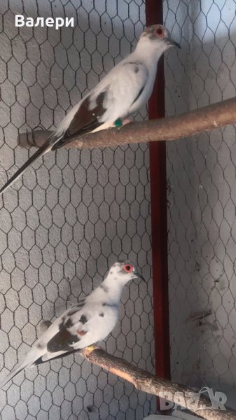 Продавам диамантени гургулици , снимка 1