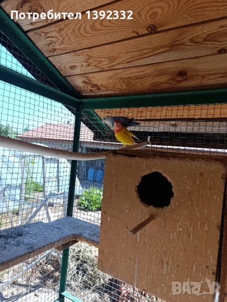 розовобузи неразделки , снимка 1