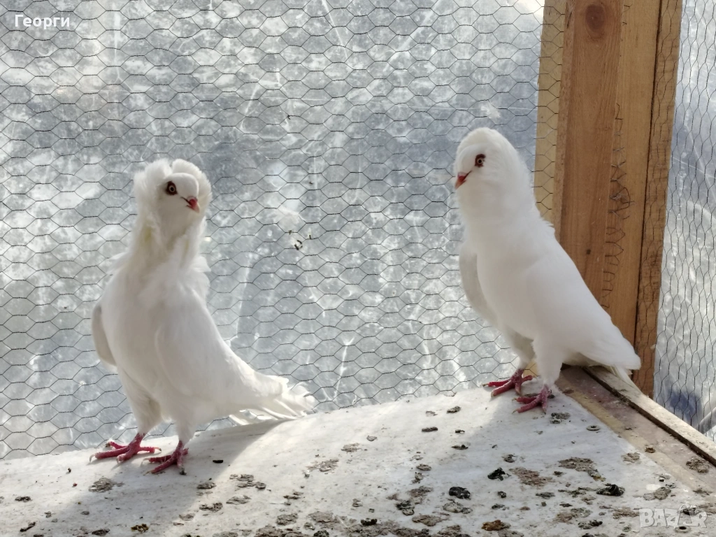 Продавам капуцини, снимка 1