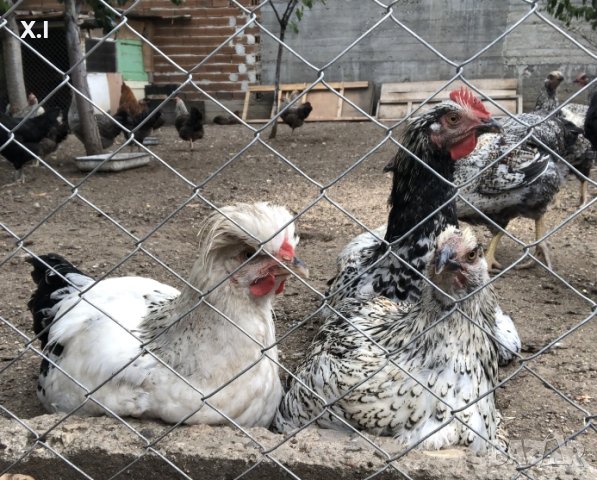 Кокошки - Уникална порода , снимка 1 - Кокошки и пуйки - 41859763