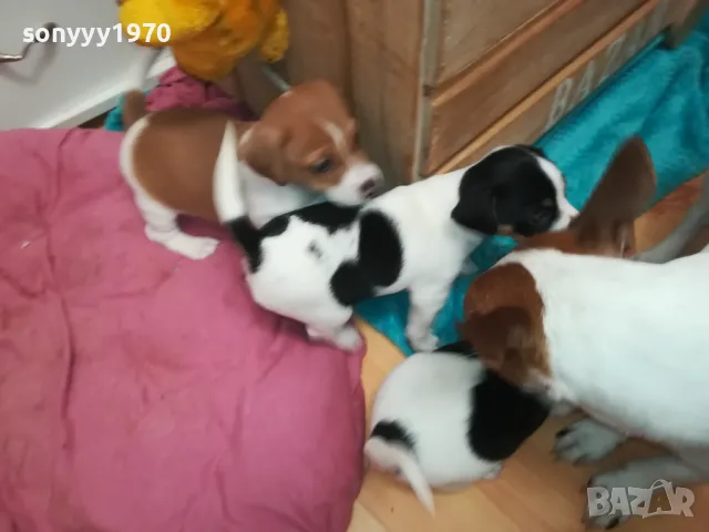 ДЖАК РЪСЕЛ БЕБЕТА 2025-ТА 3001251931, снимка 2 - Джак ръсел териер - 48897880