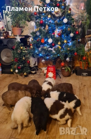 Българско овчарско куче , снимка 2 - Каракачанска овчарка - 52714244