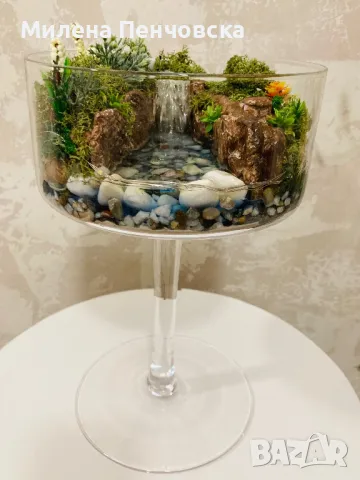 Терариум, снимка 4 - Стайни растения - 50215020