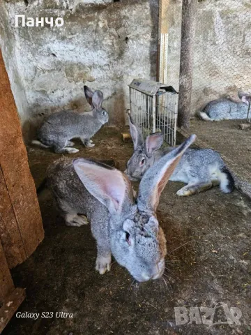Продавам зайци, снимка 6 - Други - 46921009