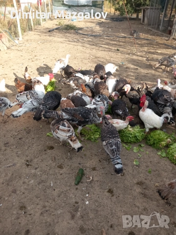 Пуйки 60 лв., снимка 2 - други­ - 52792933