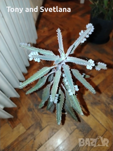 Каланхое Дегремонтиана , снимка 4 - Стайни растения - 52298926