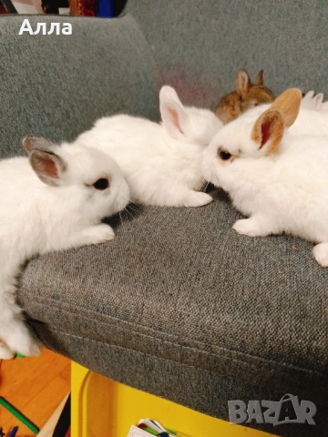 Голландско джуджета , снимка 2 - Декоративни зайчета - 53435254