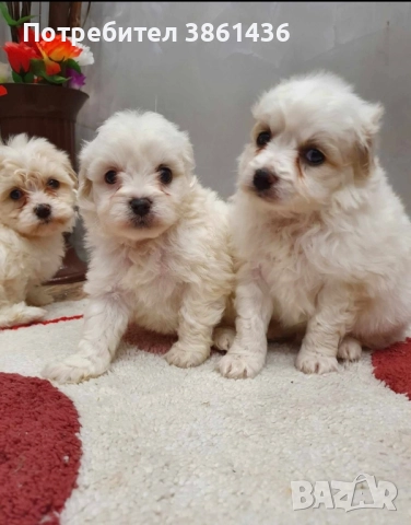чистокръвни мини болонки малтеза, снимка 3 - Болонка - 52929769