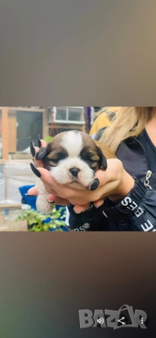 малки кученца порода Ши тцу 