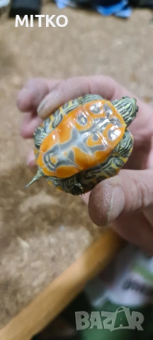 Водна декоративна костенурка, снимка 4 - Костенурки - 53156047