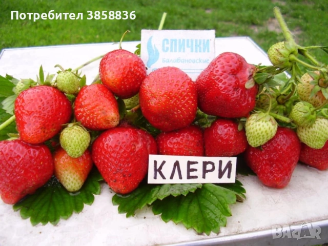 🍓НЕВРОЯТЕН СВЕЖ РАСАД ПРОМО ЦЕНИ🍓, снимка 5 - Разсади - 53566384