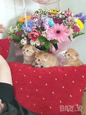 Шотландчета златна чинчила, снимка 3 - Чинчили - 53759249