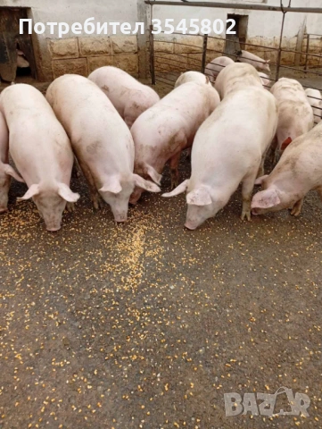 Продавам прасета , снимка 2 - Прасета - 53201919