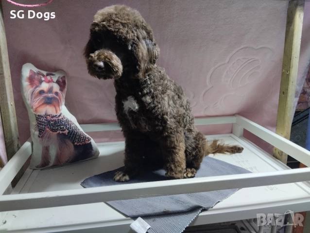 Пудел , снимка 5 - Пудели - 52496562