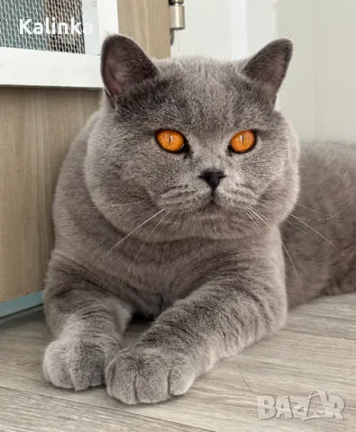 Чистокръвен мъжки британец за разплод, снимка 10 - Търси партньор - 41953795