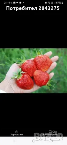 Продавам разсад ягоди , снимка 1