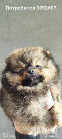Момчета и момичета , снимка 2 - Померан - 52646606