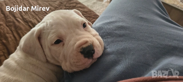 Дого Аржентино, снимка 6 - Дого аржентино - 53045596