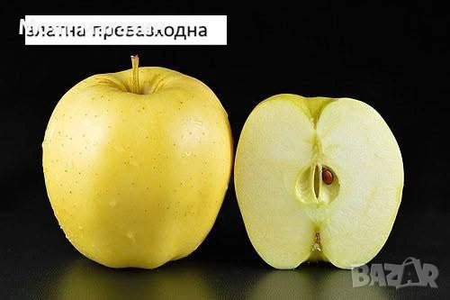 Ябълки-подбрани сортове, снимка 4 - Градински цветя и растения - 53618856