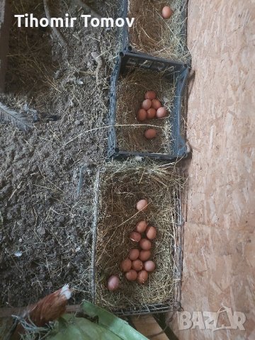 продавам ярки пилета петли , снимка 2 - Кокошки и пуйки - 44303955