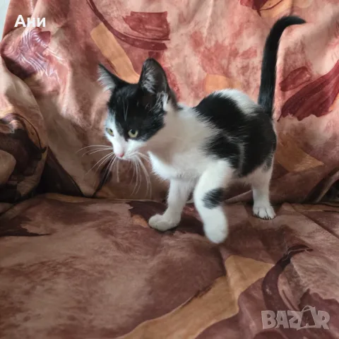 Коте на два месеца и половина, снимка 4 - Други - 56235749
