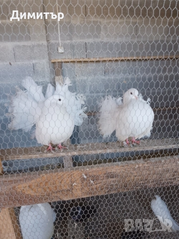 Гълъби шуменски и декорация. , снимка 3 - Гълъби - 52318134
