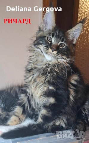 Котета Мейн кун, снимка 3 - Мейн кун - 53102328