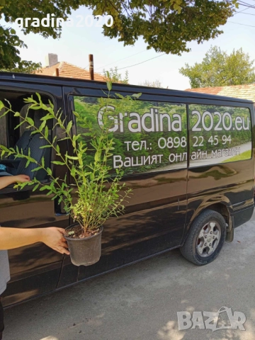 Храстовидна ,Пъстролистна японска върба / Salix Hakuro Nishiki, снимка 9 - Разсади - 40382130