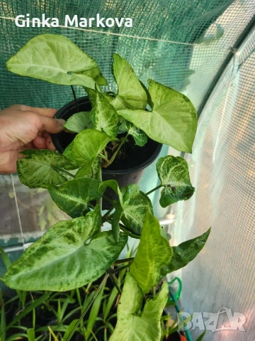 Сингониум - Сингониум - 
Малък -4,99лв.
Голям - 6,99лв., снимка 2 - Стайни растения - 51917519