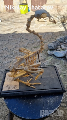 Стар анатомичен модел , снимка 2 - Антикварни и старинни предмети - 53830106