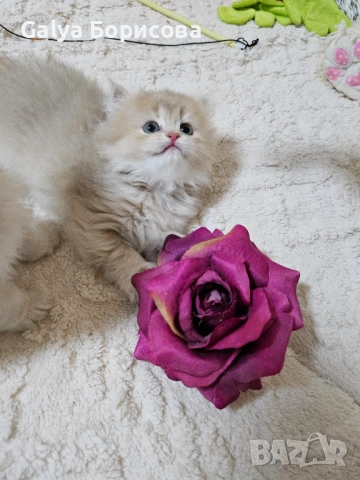 Родословни Британски котета  промоционална цена за 8 март, деня на жената!