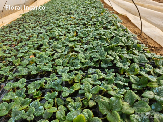 Разсад целогодишни ягоди