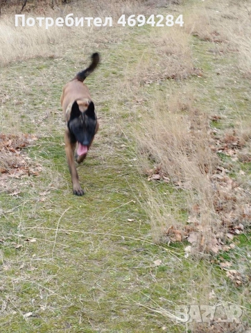 Белгийска овчарка Малинла , снимка 4 - Белгийска овчарка - 52919170