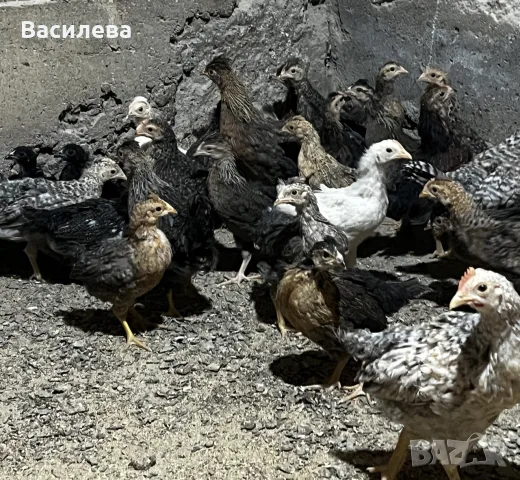 Пиленца Легбар и Амераукана на два месеца