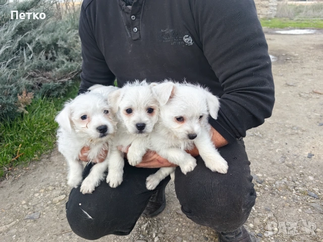 Малтийска болонка , снимка 6 - Болонка - 53060397