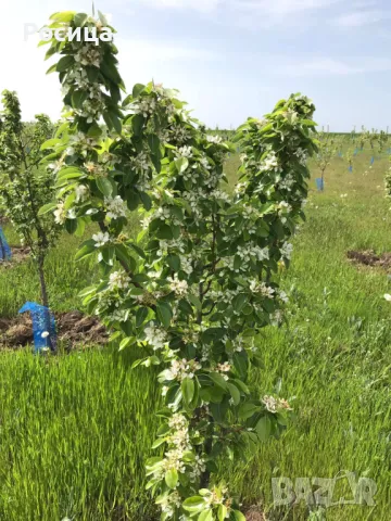 Овощни градини Сливи и круши , снимка 6 - Земеделска земя - 48894419