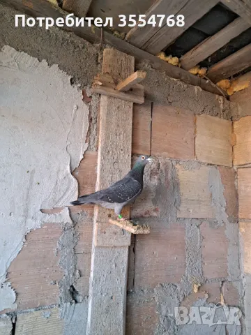 Спортни гълъби , снимка 8 - Гълъби - 49739422