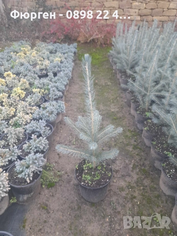 Сребрист смърч (Picea pungens), снимка 5 - Градински цветя и растения - 29531057