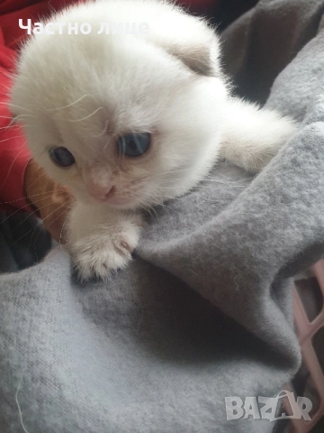 Шотландски котета златна чинчила, снимка 11 - Чинчили - 52030122