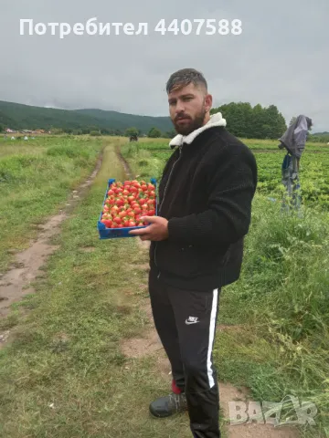 Разсад ягоди и малини , снимка 12 - Разсади - 49726783