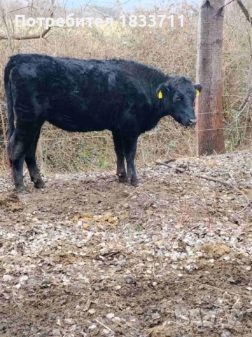 Телица за клане 