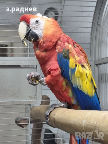 Ара макао, снимка 6 - Папагали - 52249437