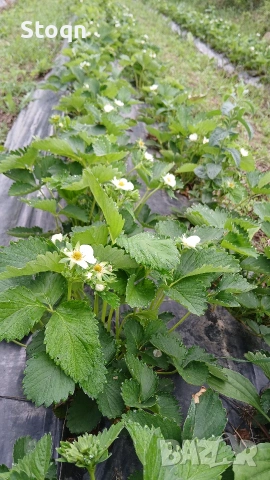 разсад ягоди , снимка 4 - Сортови семена и луковици - 53488609