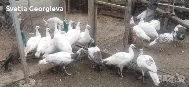 Едногодишни пауни, снимка 6 - други­ - 53754121