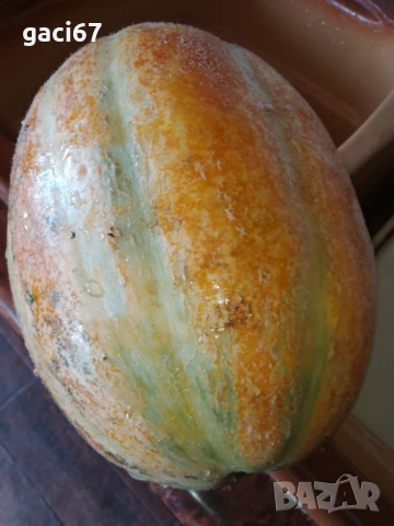 Семена домати и други зеленчуци , снимка 11 - Сортови семена и луковици - 51342295